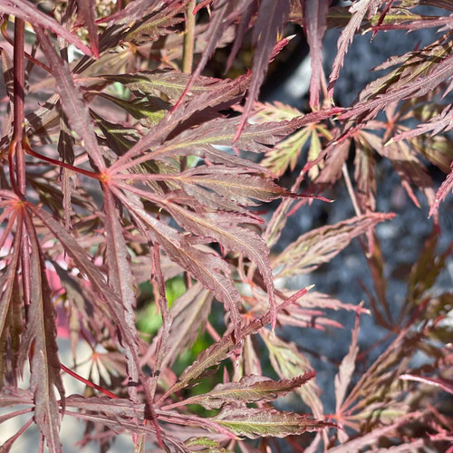  Acer palmatum dissectum Crimson Queen 168510 