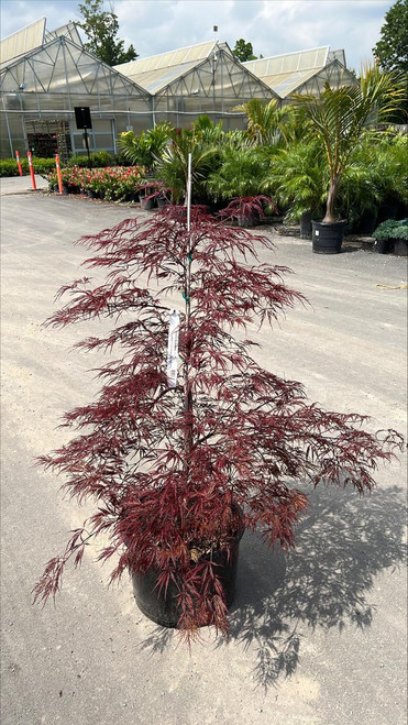 Acer palmatum dissectum Crimson Queen 168512 