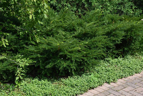  Taxus x media Green Wave 241007 