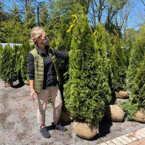  Thuja occidentalis Emerald Green 170170 
