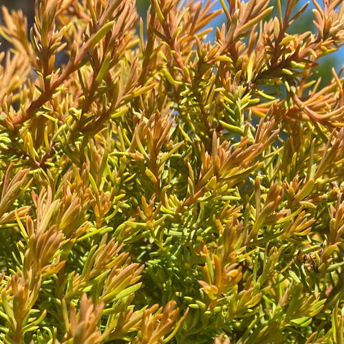  Thuja occidentalis Rheingold 170183 