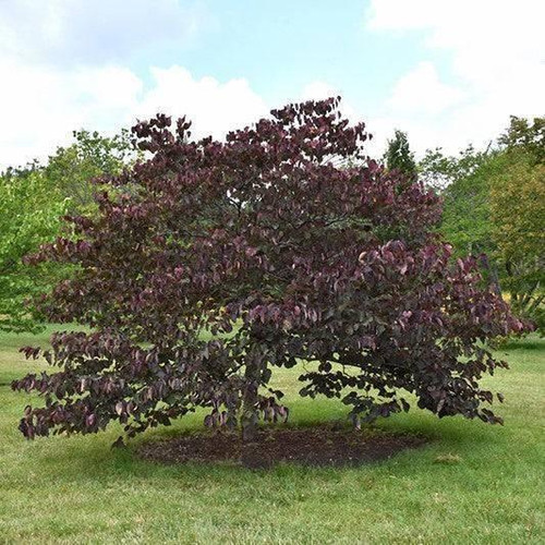 Other Dec. Tree Cercis canadensis Forest Pansy 168913 