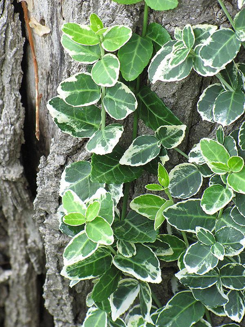Euonymous Euonymus fortunei Emerald Gaiety 169112 