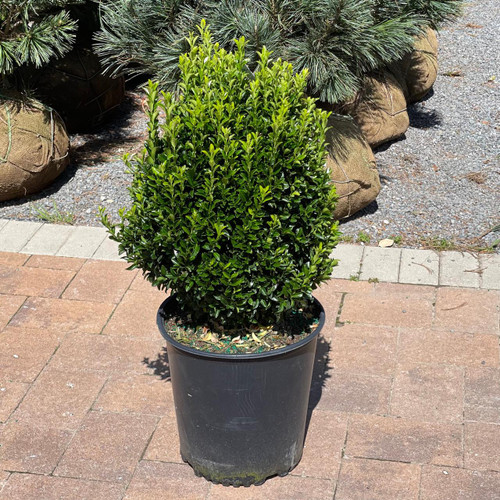 Euonymous Euonymus japonicus Greenspire 169133 