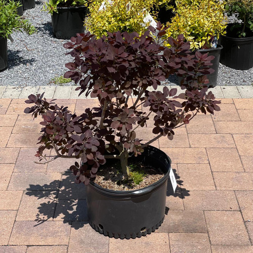 Other Deciduous Cotinus coggygria Royal Purple 182345 