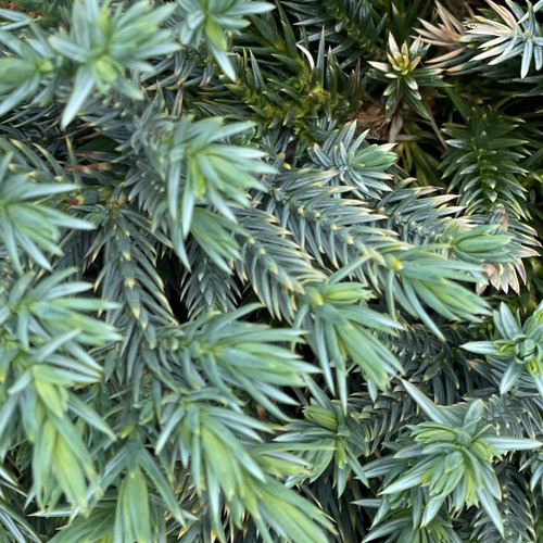 Juniperous Juniperus squamata Blue Star 169558 