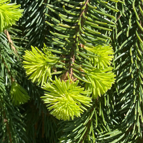  Picea abies Pendula 169683 