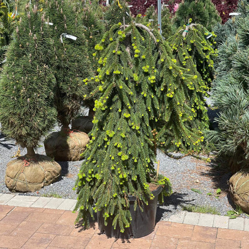  Picea abies Pendula 169683 
