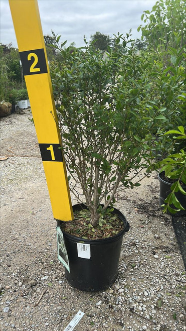 Other Deciduous Ligustrum ovalifolium 182354 