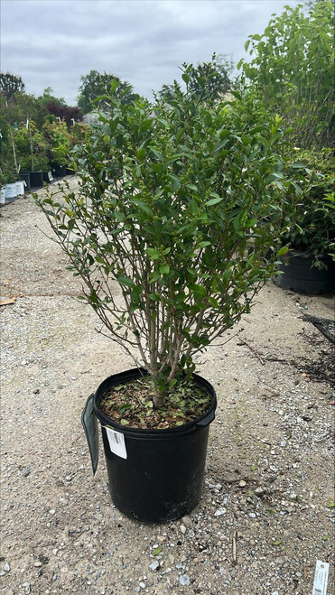 Other Deciduous Ligustrum ovalifolium 182354 