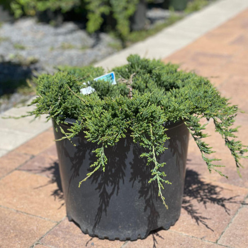 Juniperous Juniperus horizonaltis Wiltonii 187324 
