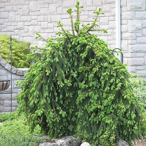  Picea abies Pendula 242947 