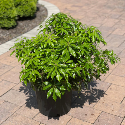 Pieris japonica Dorothy Wycoff 169775 