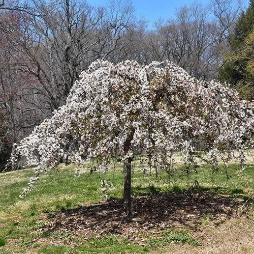 Prunus-tree Prunus x snofozam Snow Fountain 169891 