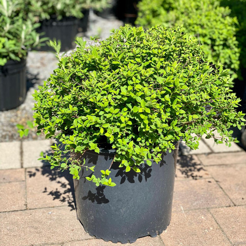 Spirea Spiraea japonica Little Princess 170089 