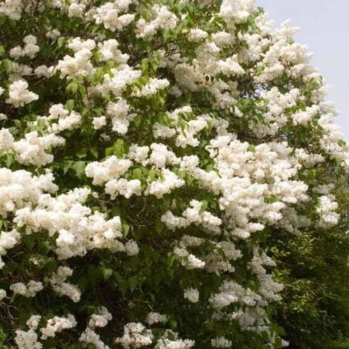  Syringa x hyacinthiflora Mount Baker 215794 