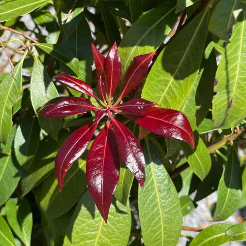 Pieris japonica Katsura 246100 