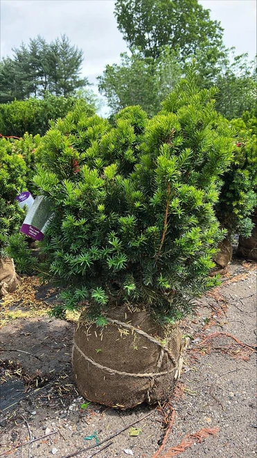  Taxus x media Hatfieldii 170146 