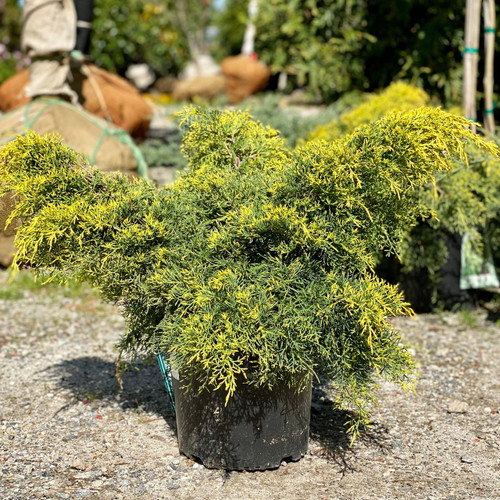 Juniperous Juniperus chinensis Gold Lace 169460 
