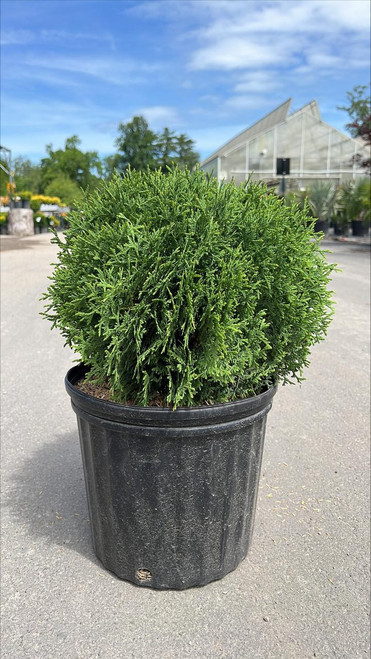 Thuja occidentalis Hetz Midget 183143 