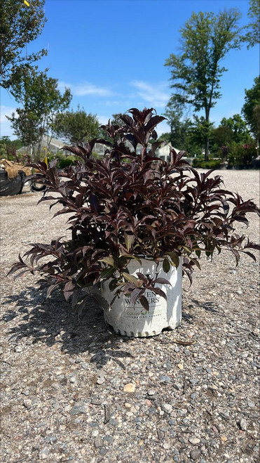 Weigelia Weigela florida Spilled Wine 228110 