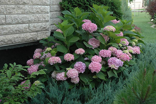  Hydrangea macrophylla E.S.DREAMCLOUD 328675 