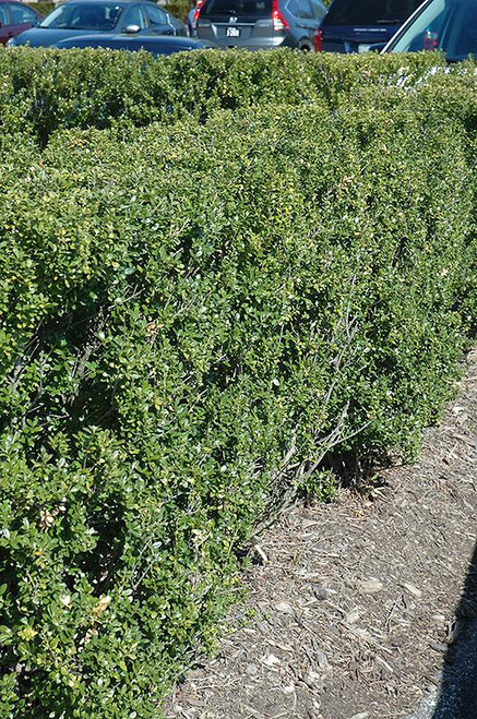  Ilex crenata Steeds 189456 