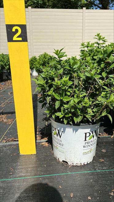  Hydrangea paniculata Little Lime 251394 