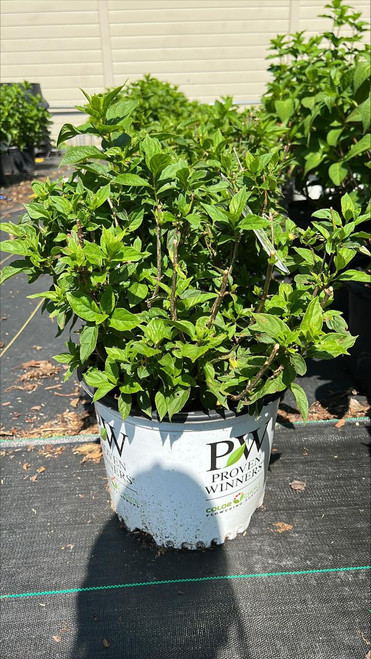  Hydrangea paniculata Little Lime 251394 
