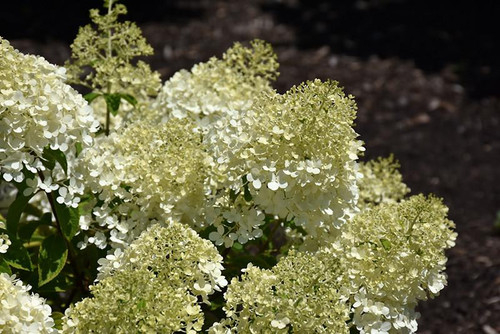  Hydrangea paniculata Bobo 257959 