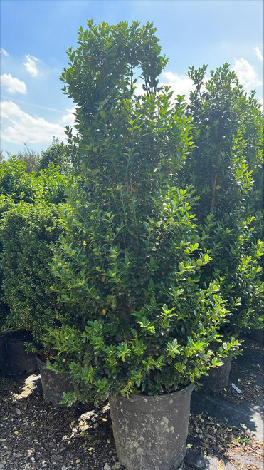  Ilex x Red Acadiana 259281 