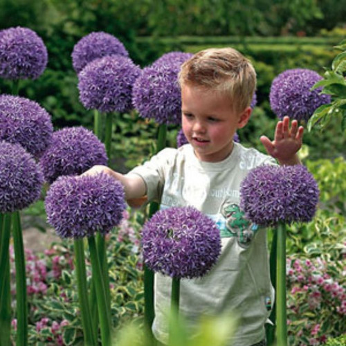 ALLIUM GLADIATOR 25PK