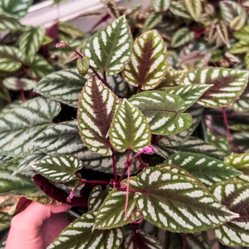 5-9" Foliage CISSUS DISCOLOR 6" 