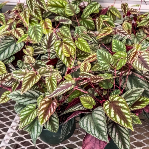 5-9" Foliage CISSUS DISCOLOR 6" 
