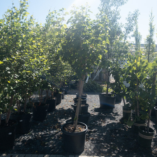 Hibiscus syriacus Full Blast 300527