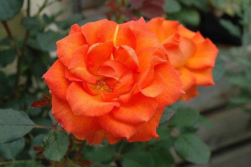 Floribunda Rosa Fl Gingersnap 134084 