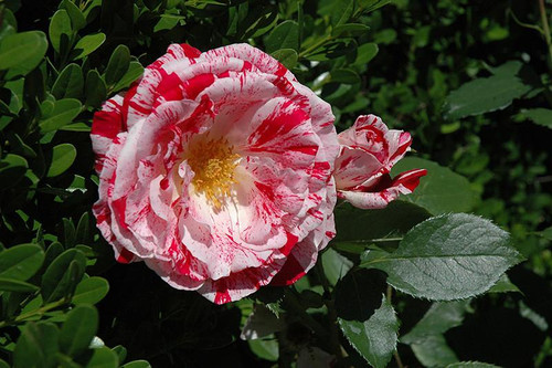 Floribunda Rosa Fl Scentimental 134097 