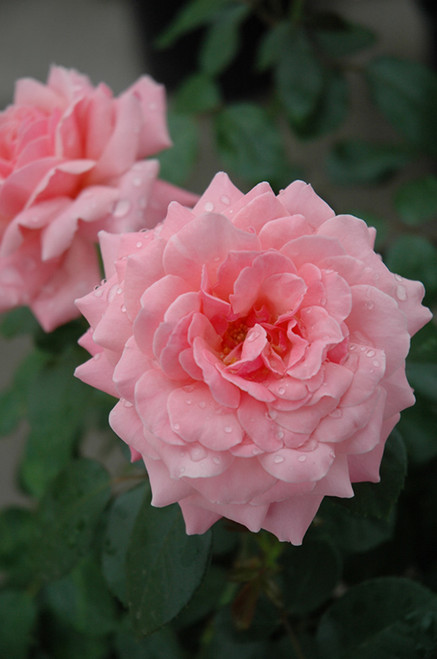 Rosa Fl Sexy Rexy 134099