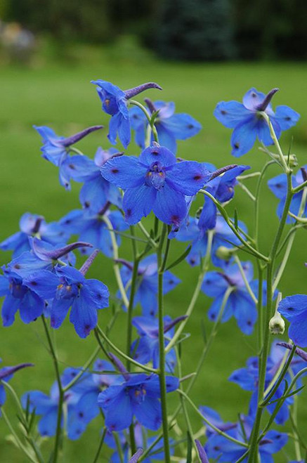 Other Sun Per. Delphinium Assorted 259842 
