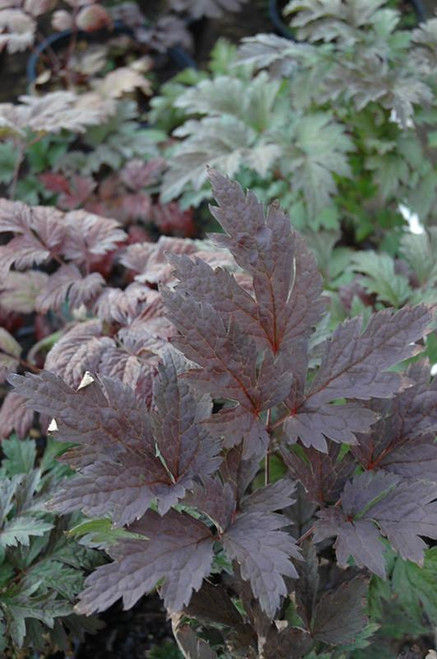 Other Shade Per. Thalictrum aquilegiifolium Nimbus Pink 308789 