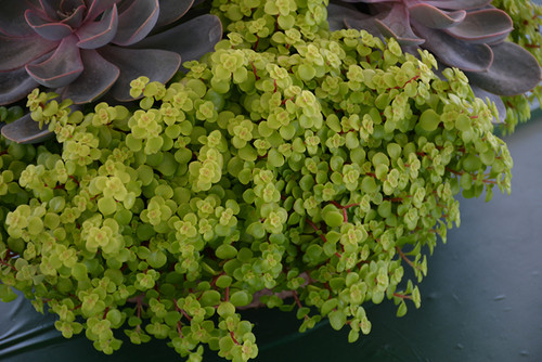 Sedum Takesimense Atlantis 312330
