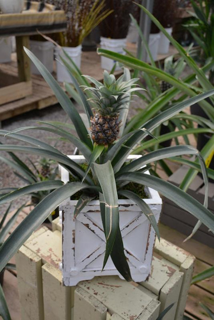 Bromeliads PINEAPPLE 5" 