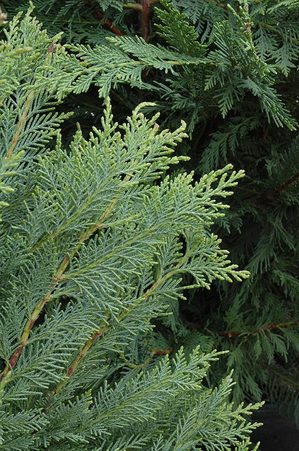 Leyland Cupressocyparis x  leylandii 250003 