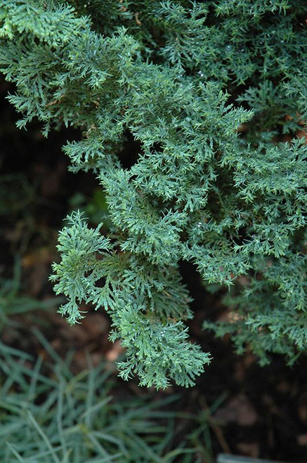 Chamacyparis Chamaecyparis obtusa Split Rock 253310 