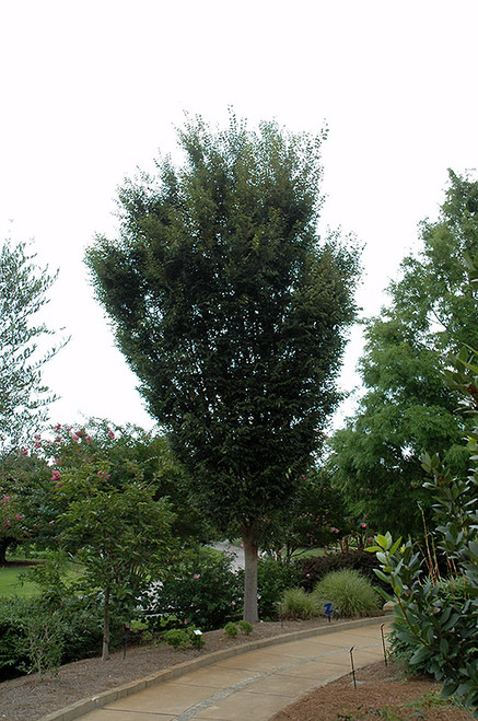 Zelkova serrata Musashino 254415