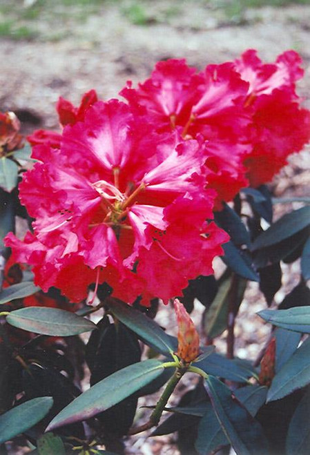  Rhododendron x Taurus 261244 