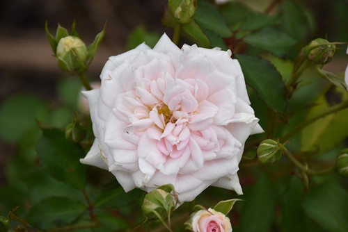 Other Rose Rosa Drift White 264042 