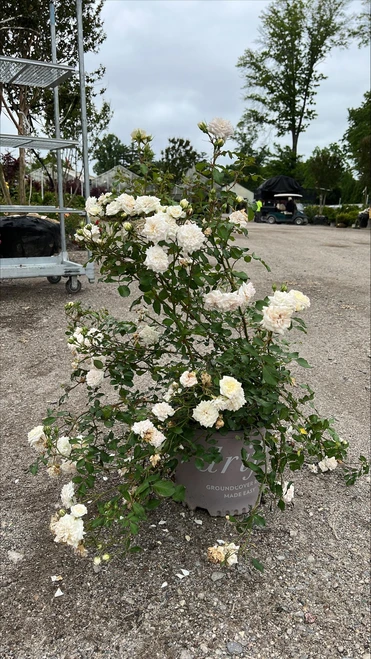Other Rose Rosa Drift White 264042 