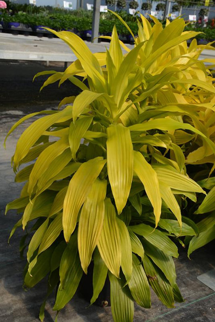 5-9" Foliage DRACAENA LIMELIGHT 6" 