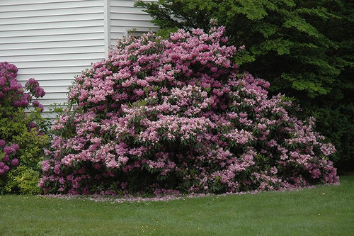  Rhododendron maximum Roseum 264841 